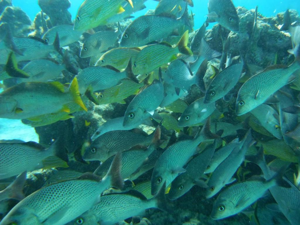 Shaka Caye All Inclusive Resort Belize City Kültér fotó